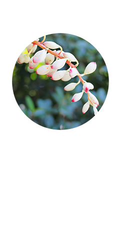 ゲットウ葉エキス